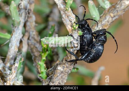 Cactus Longhorn Beetle (Moneilema gigas) Foto Stock