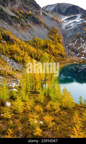 WA18677-00...WASHINGTON - larice subalpino in colori autunnali sopra il lago Lower Ice nella zona di Glacier Peak Wilderness. Foto Stock