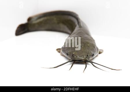 Big Oui Catfish, pesce gatto agricoltura isolato su uno sfondo bianco. Pesce d'acqua dolce che sono cibo e pesce economico per i pescatori in Thailandia. Foto Stock