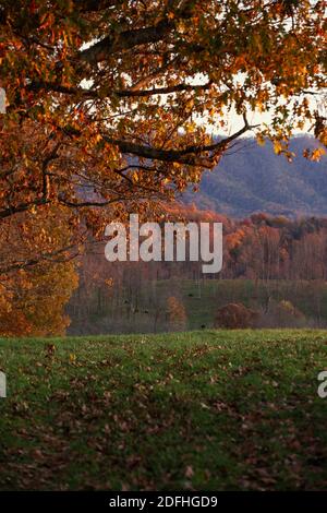 Vista delle montagne Appalachi attraverso alberi autunnali a Chilhowie, Virginia Foto Stock