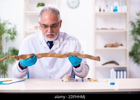 Vecchio paleontologo maschile che lavora in laboratorio Foto Stock