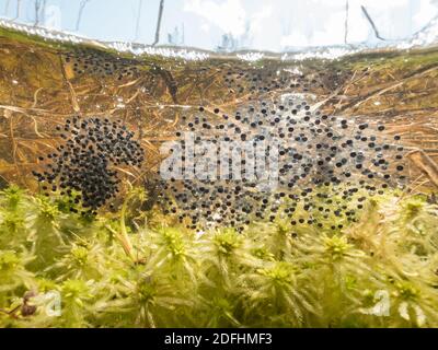 Uova di rana di moor sott'acqua sopra muschio Foto Stock