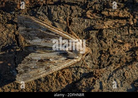 Dark Arches Moth - Apamea monoglypha, bella falce marrone da prati e boschi europei, Zlin, Repubblica Ceca. Foto Stock