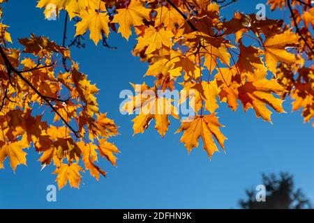 Acero norvegese in autunno. Foto Stock