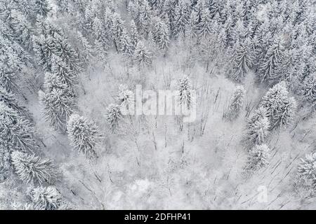 Vista aerea della foresta innevata in inverno. Drone catturato dall'alto. Foto Stock