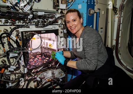 ISS - 30 novembre 2020 - astronauta e spedizione della NASA 64 il Flight Engineer Kate Rubins è raffigurato con bulbi ravicini dopo le operazioni di raccolta per il Foto Stock