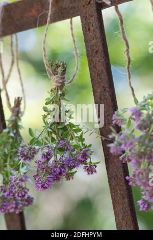 Thymian wird getrocknet, Kräuterernte, trocknen, als Sträußchen, Sträusschen aufgehängt, Kräuter sammeln, Thymian, Wilder Thymian, Feld-Thymian, Feldt Foto Stock