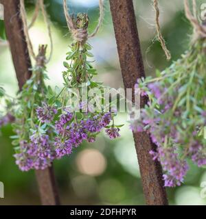 Thymian wird getrocknet, Kräuterernte, trocknen, als Sträußchen, Sträusschen aufgehängt, Kräuter sammeln, Thymian, Wilder Thymian, Feld-Thymian, Feldt Foto Stock