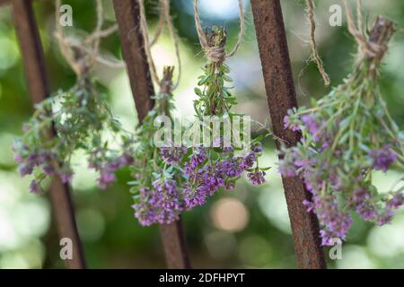 Thymian wird getrocknet, Kräuterernte, trocknen, als Sträußchen, Sträusschen aufgehängt, Kräuter sammeln, Thymian, Wilder Thymian, Feld-Thymian, Feldt Foto Stock