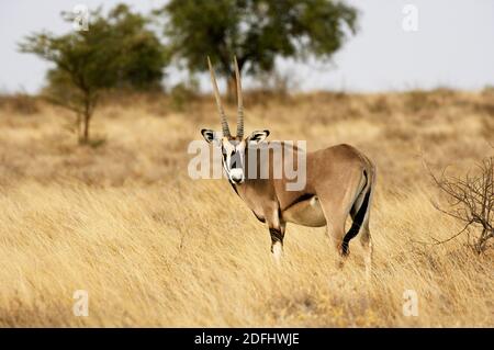 Beisa Oryx, oryx beisa, adulto nella savana, Masai Mara Park in Kenya Foto Stock