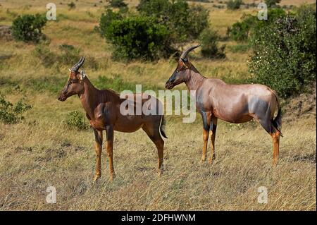 TOPI damaliscus korrigum, adulti, Masai Mara Park in Kenya Foto Stock