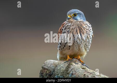 Turmfalke (Falco tinnunculus) Männchen Foto Stock