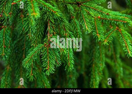 Chiodatura rami di abete rosso (Abete Caucasico, Abete Orientale), rametti di conifere verdi Foto Stock