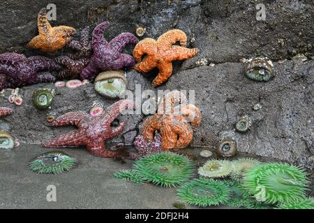 Stelle del mare e anemoni rivelati a bassa marea sulle rocce a Myers Creek Area del Pistol River state Park, Costa meridionale dell'Oregon. Foto Stock