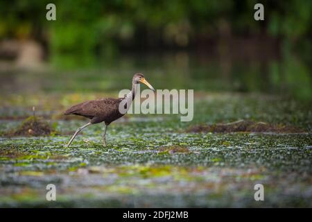 Limpkin, Aramus guarauna, sul lago di Gatun, provincia di Colon, Repubblica di Panama. Foto Stock