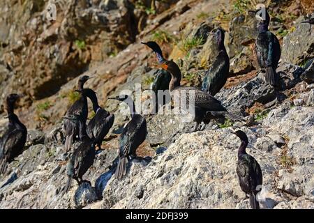 Cormorano doppio-crestato, colonia, Alaska Foto Stock