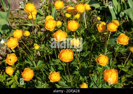 Fiori gialli Trollius europaeus o globeflower Foto Stock