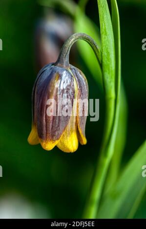 Fritillaria uva vulpis comunemente conosciuto come fritillary dell'uva della volpe una pianta bulbosa di fiore comune della molla, immagine della foto di stock Foto Stock