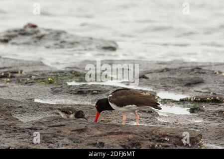 Oystercatcher americano e il suo pulcino che si nutrire di cibo di mare sulla costa di Puerto Egas a Santiago, nell'arcipelago delle Galapagos. Foto Stock