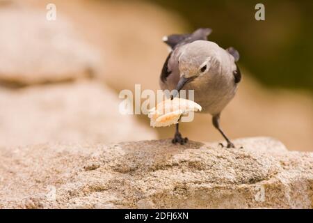 Nutcracker di Clark (Nucifraga Columbiana) mangiare un pangrattato Foto Stock