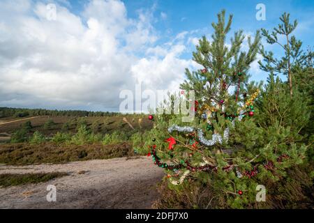 Vista di Hankley Common, Surrey, Regno Unito, nel mese di dicembre con un pino scozzese decorato con decorazioni natalizie Foto Stock