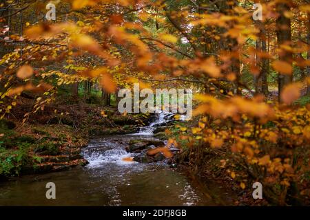 Paesaggio vibrante di un fiume che scorre lentamente attraverso un colorato foresta a metà autunno Foto Stock