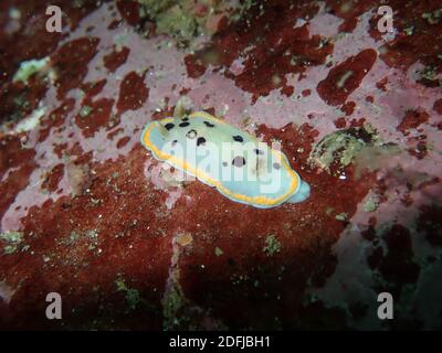 Hong Kong. 5 dicembre 2020. Foto scattata il 5 dicembre 2020 mostra una specie indicatrice, nudiramic, alla diga orientale di High Island Reservoir a Hong Kong, Cina meridionale. Il dipartimento Agricoltura, pesca e conservazione del governo della Regione amministrativa speciale di Hong Kong (HKSAR) ha annunciato sabato che il controllo della barriera corallina di quest'anno ha dimostrato che i coralli locali sono generalmente in condizioni sane e stabili e che la diversità delle specie rimane dall'alto lato. Credit: Xinhua/Alamy Live News Foto Stock