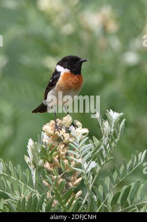 Siberian Stonechat (Saxicola maurus) maschio arroccato sul lago di fiori Alakol, Kazakistan Giugno Foto Stock