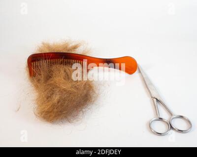 Un ciuffo di capelli dopo essere stati tagliati, posati accanto a un paio di forbici, pettine. Concetto intorno a acconciatura e lavoro. Foto Stock