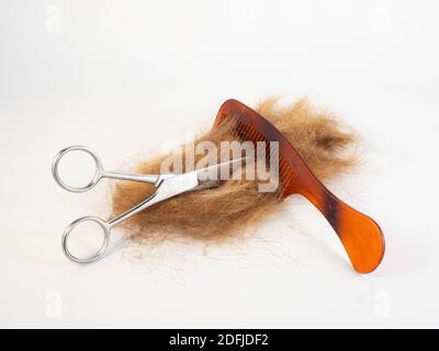 Un ciuffo di capelli dopo essere stati tagliati, posati accanto a un paio di forbici, pettine. Concetto intorno a acconciatura e lavoro. Foto Stock