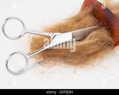 Un ciuffo di capelli dopo essere stati tagliati, posati accanto a un paio di forbici, pettine. Concetto intorno a acconciatura e lavoro. Foto Stock