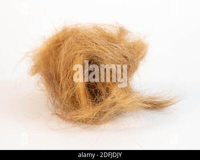 Un ciuffo di capelli dopo essere stato tagliato. Concetto intorno a acconciatura e lavoro. Foto Stock