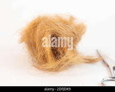 Un ciuffo di capelli dopo essere stati tagliati, posati accanto a un paio di forbici, pettine. Concetto intorno a acconciatura e lavoro. Foto Stock