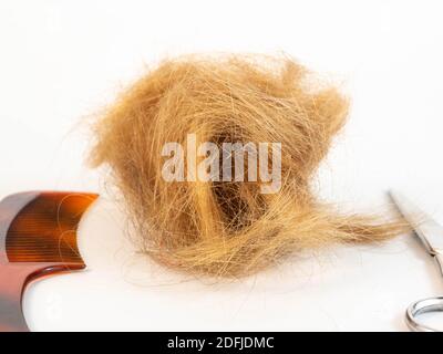 Un ciuffo di capelli dopo essere stati tagliati, posati accanto a un paio di forbici, pettine. Concetto intorno a acconciatura e lavoro. Foto Stock