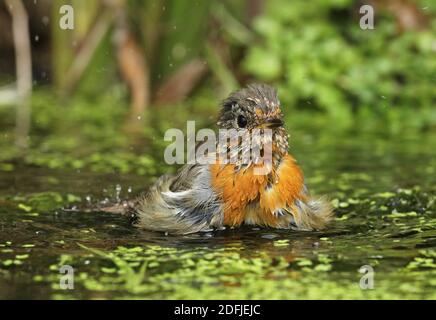 European Robin (Erithacus rubecula) molatura immatura in piumaggio per adulti, bagno nello stagno Eccles-on-Sea, Norfolk, UK Luglio Foto Stock