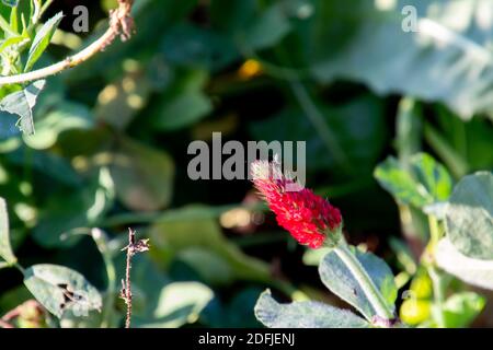 Primo piano di trifoglio cremisi, chiamato anche Trifolium incarnatum o Inkarnatklee Foto Stock