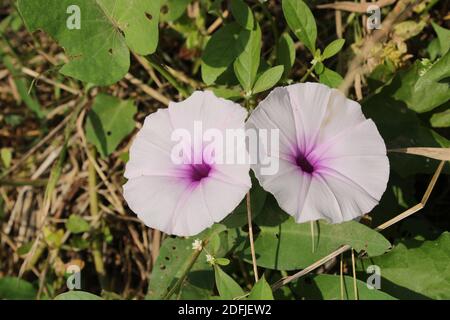 due spinaci d'acqua, crescione cinese, fiore cantonese nel terreno. Foto Stock