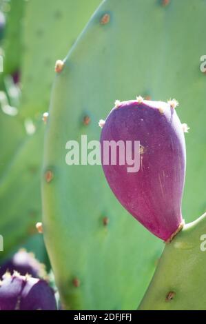 Particolare di cactus opuntia ficus indica (fico opuntia, pera di pricky, fico barbaro) con frutti purpuri maturi, in Dalmazia, Croazia Foto Stock