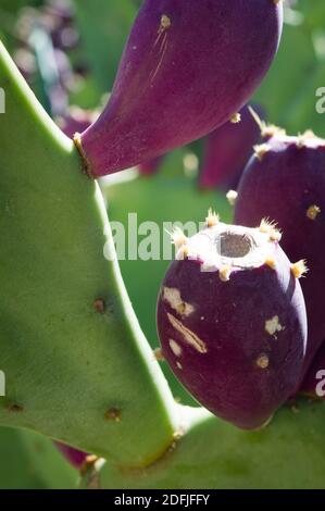 Immagine artistica di fondo del cactus opuntia ficus indica (fico opuntia, pera di pollo, fico di barbarbario) con frutti puri maturi, in Dalmazia, Croazia Foto Stock