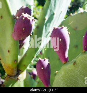 Colorato cactus opuntia ficus indica (opuntia di fichi, pera pricky, fico barbaro) con frutti purpuri maturi, in Dalmazia, Croazia Foto Stock