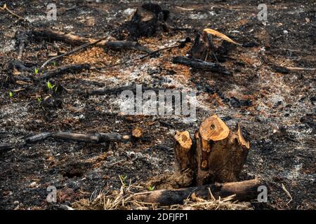 coltivatori di sussistenza bruciano piccoli lotti di foresta per spazio a. coltivare Foto Stock