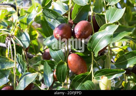 Primo piano del ramo jujuba con frutti maturi, pronti per la raccolta, Ziziphus jujuba, chiamato data cinese o data rossa, dalla Dalmazia, Croazia Foto Stock