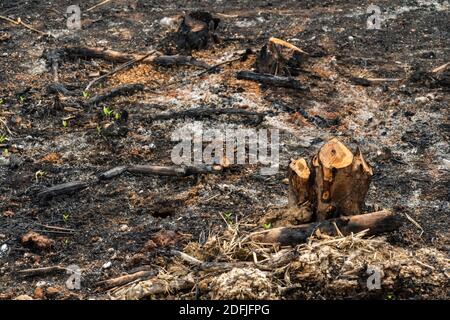 coltivatori di sussistenza bruciano piccoli lotti di foresta per spazio a. coltivare Foto Stock