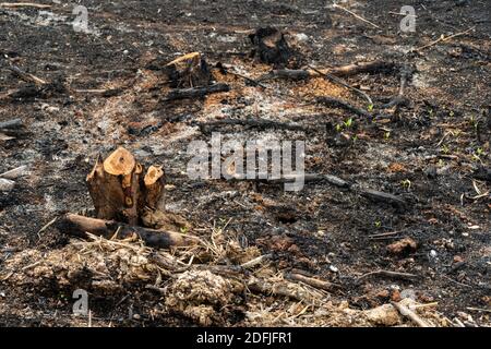 coltivatori di sussistenza bruciano piccoli lotti di foresta per spazio a. coltivare Foto Stock
