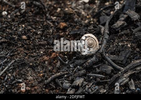 coltivatori di sussistenza bruciano piccoli lotti di foresta per spazio a. coltivare Foto Stock