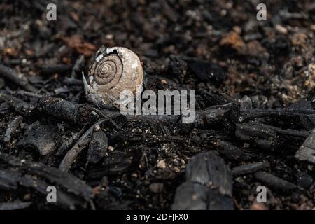 coltivatori di sussistenza bruciano piccoli lotti di foresta per spazio a. coltivare Foto Stock