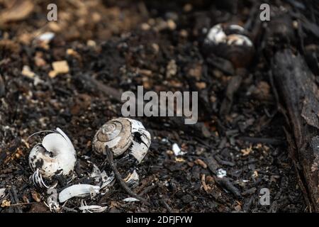 coltivatori di sussistenza bruciano piccoli lotti di foresta per spazio a. coltivare Foto Stock