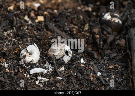 coltivatori di sussistenza bruciano piccoli lotti di foresta per spazio a. coltivare Foto Stock