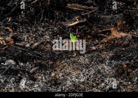 coltivatori di sussistenza bruciano piccoli lotti di foresta per spazio a. coltivare Foto Stock