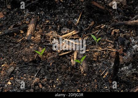coltivatori di sussistenza bruciano piccoli lotti di foresta per spazio a. coltivare Foto Stock